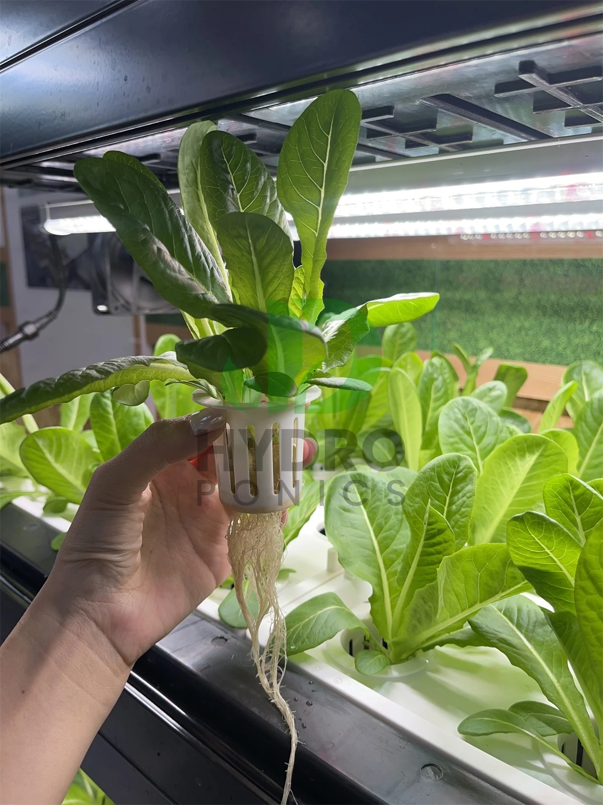 Крытый дом, умный светодиодный – обзор и цена Aquaponics Home Kit